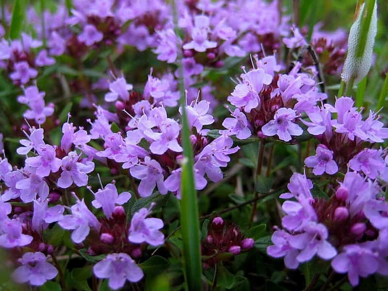 تصویر 4 از آویشن گل قرمز سرشار از عطر دلنشین و کیفیت ممتاز